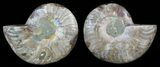Bargain, Sliced Fossil Ammonite Pair #51484-1